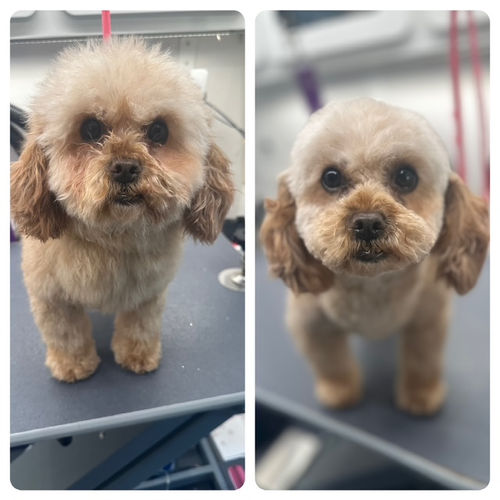 Freshly groomed goldendoodle puppy