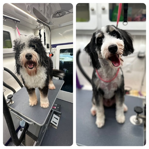 Bernedoodle before and after groom