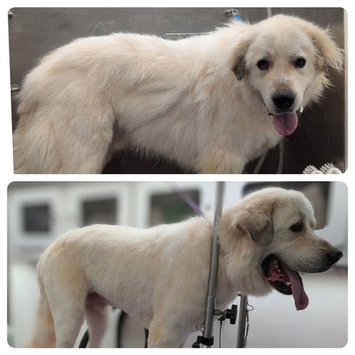 Pup before and after