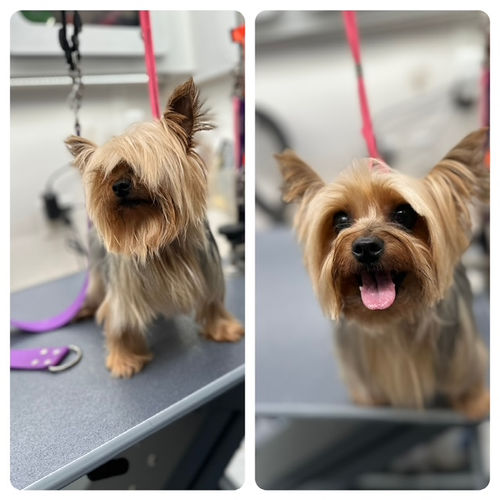 Pup before and after