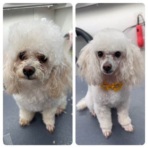 Pup before and after