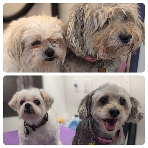 Two pups before and after